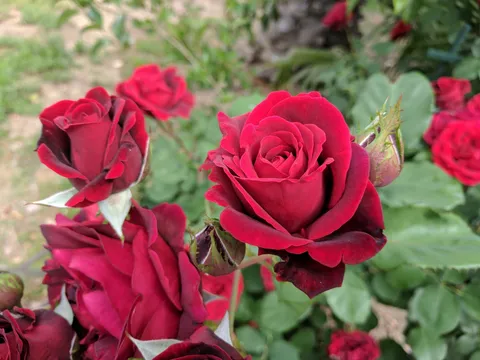 Rosas